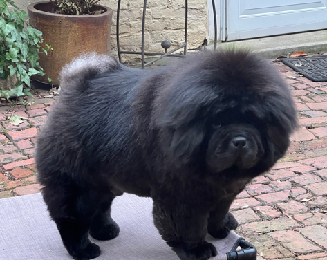 A black dog standing on a rug outside

AI-generated content may be incorrect.